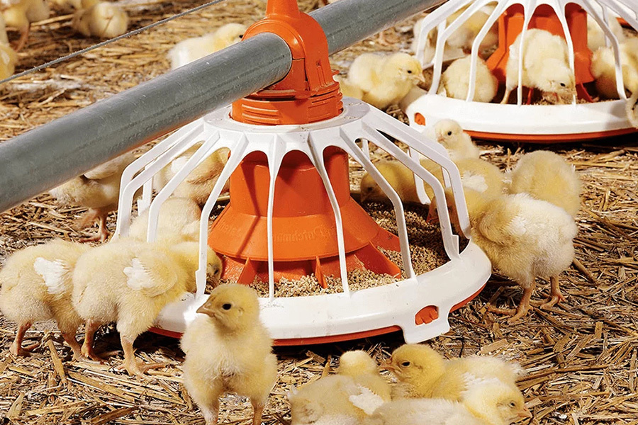 Breeder flat raising equipment