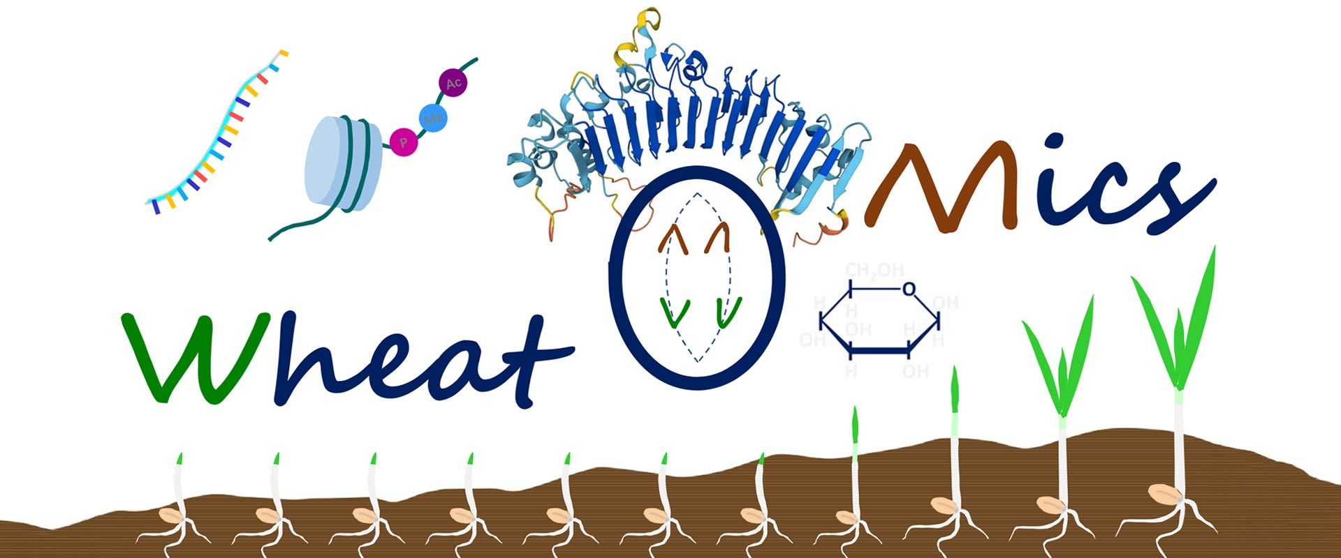 Wheat<span>O</span>mics