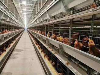 Laying Hens Frame and Egg Picking System