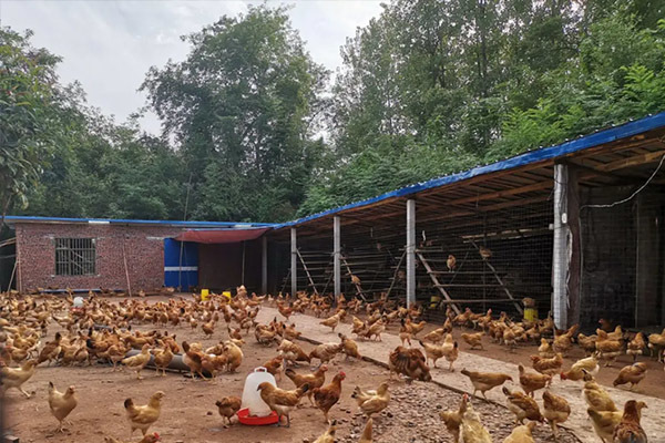 Improper location and construction of chicken farms affect the success of breeding