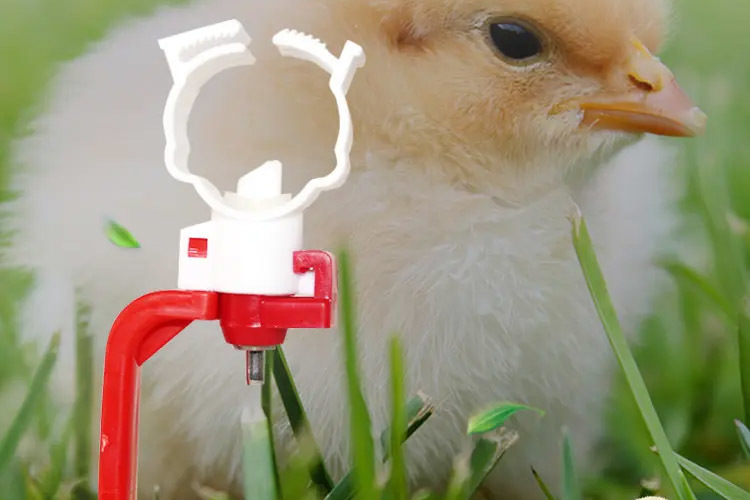 Chicken automatic drinking water device installation steps detailed