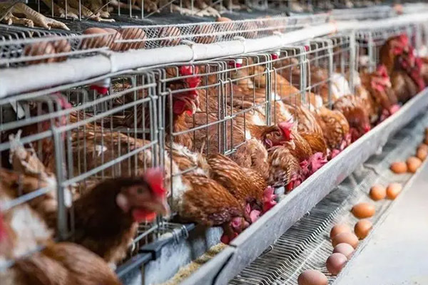Key Points of Seasonal Ventilation Management for Laying Hens