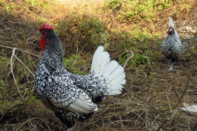 What are the main temperature control equipment for broilers?