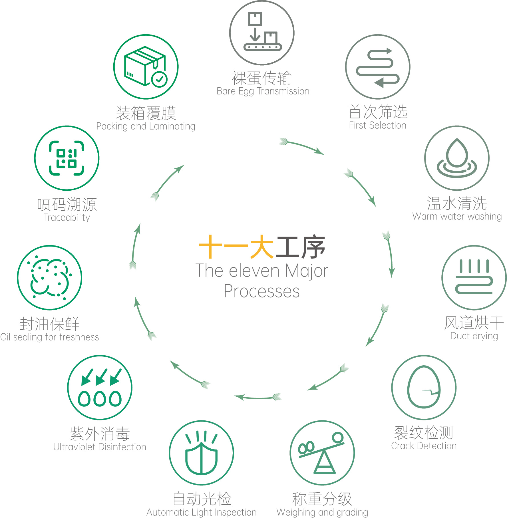 自动化蛋品分级