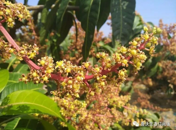 芒果催花壯果，我們不一樣(yàng)！