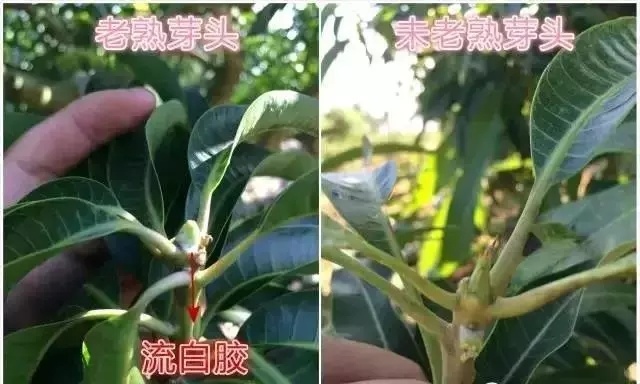 用潔特Ⅲ+潔特硝酸鉀，芒果出花整齊更有力！