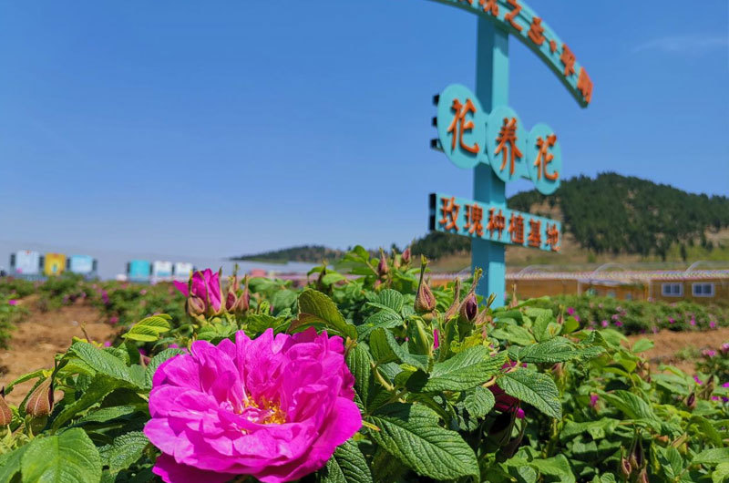 花養(yǎng)花玫瑰種植基地