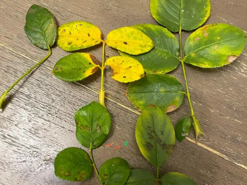 The Ultimate Guide to Preventing Downy Mildew on Roses