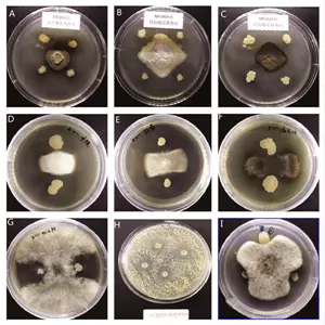 Antagonistic Activity of Bacillus Subtilis