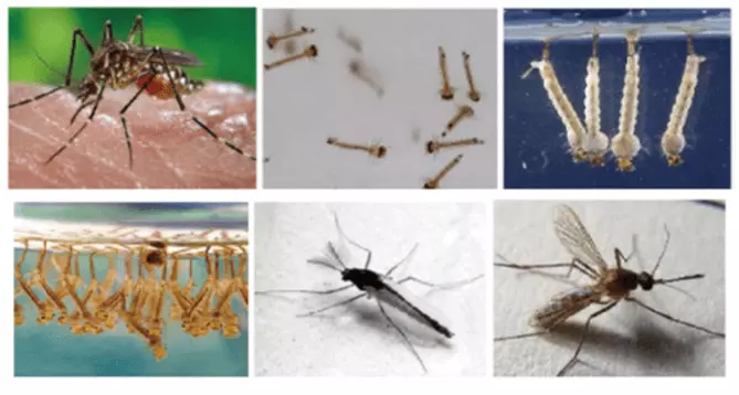 Bacillus Thuringiensis Israelensis target insect