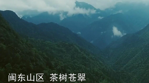 揚(yáng)州發(fā)布：脫貧楷模鄉(xiāng)飄來揚(yáng)州茶香