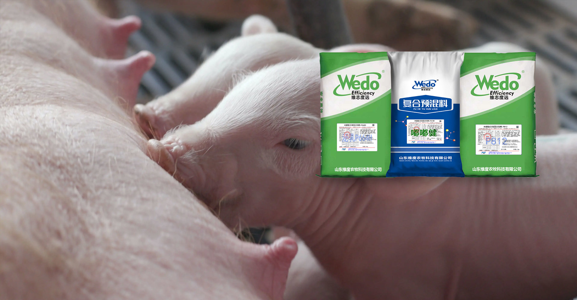 Pig premix