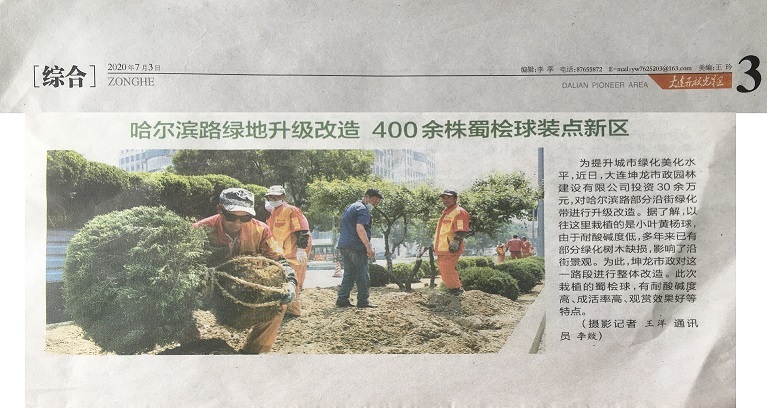 哈爾濱路綠地升級改造     400余株蜀檜球裝點新區(qū)