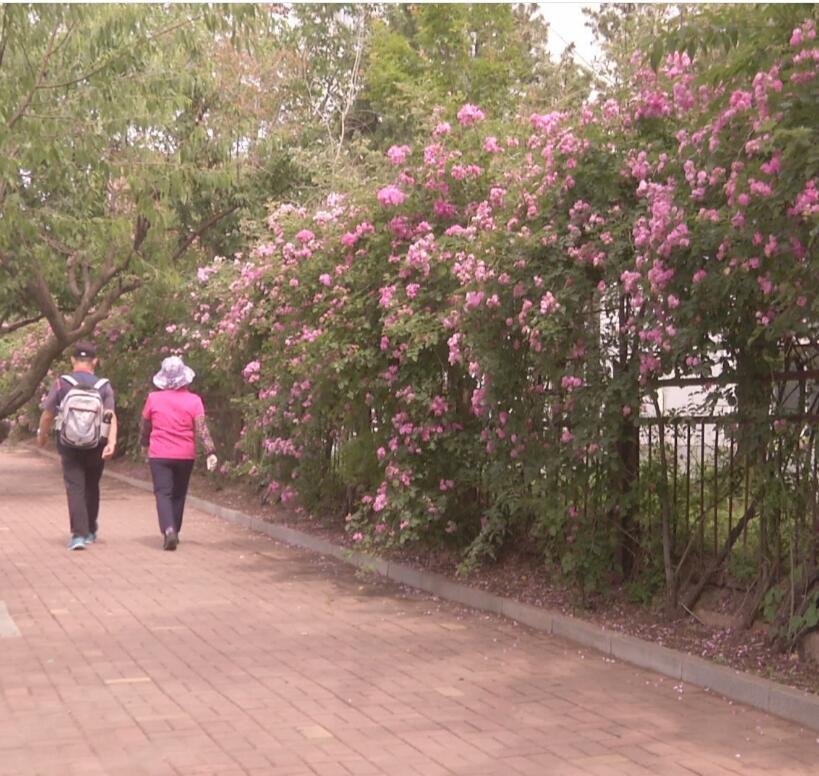 新區(qū)“鮮花金普，百萬薔薇”工程拉開序幕