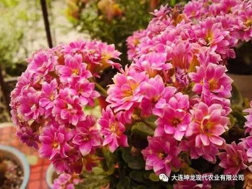 坤龍農(nóng)業(yè)花卉品種之長(zhǎng)壽花