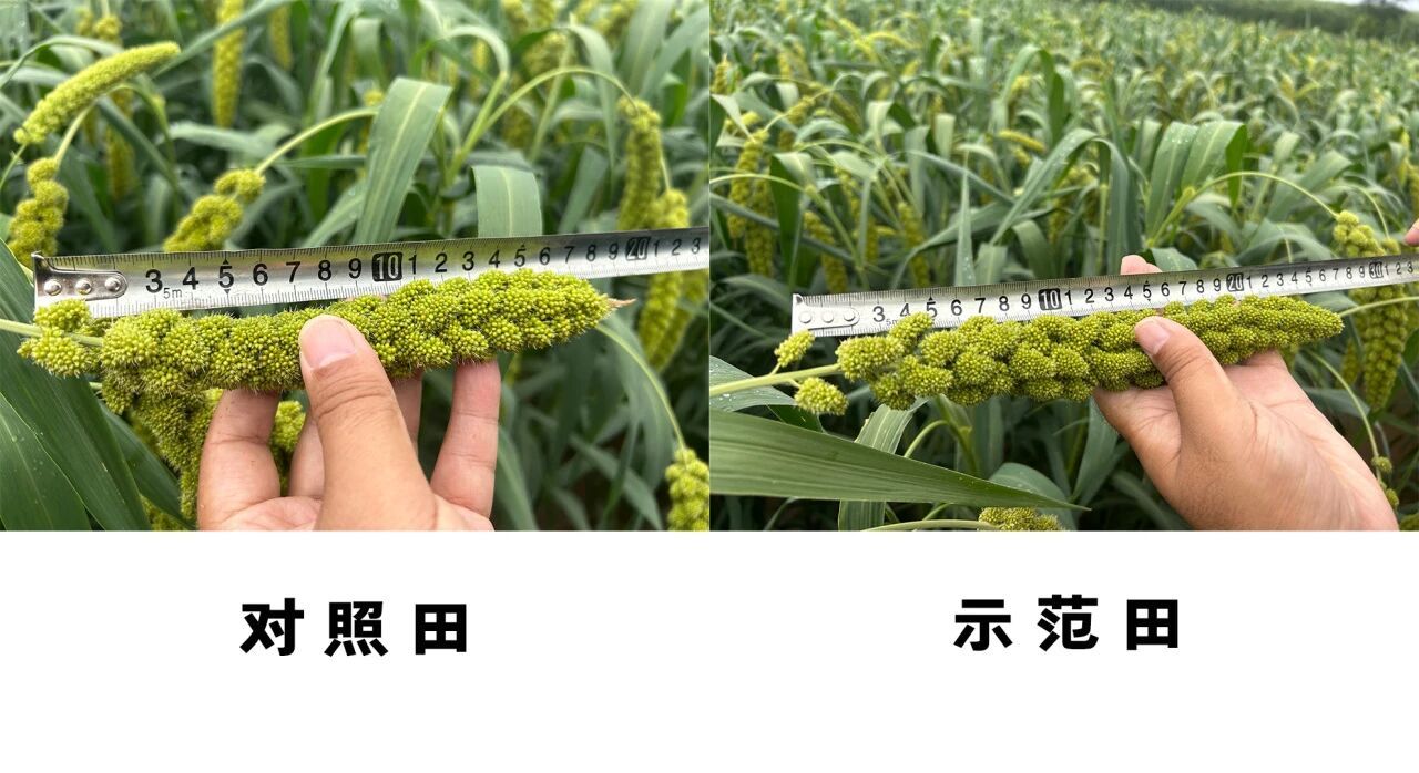 U技赋能·_և农业｜富邦农博士团队助力沁州黄小c灌期表现卓越