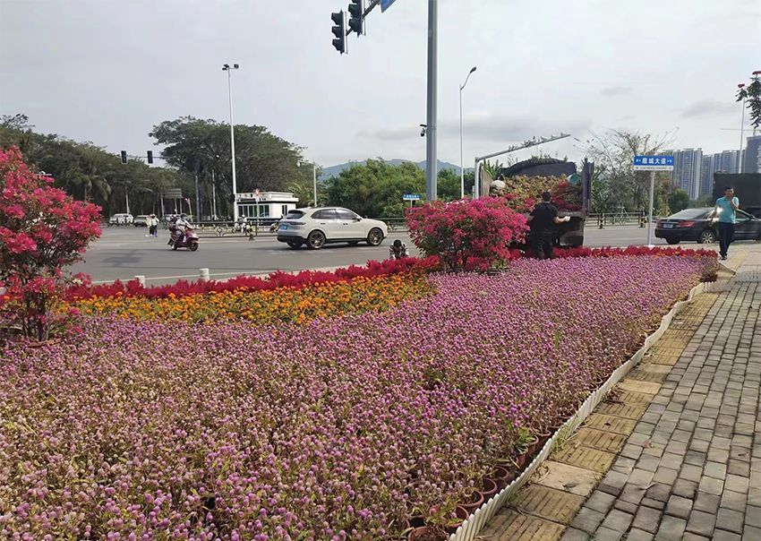 2024年海南擺花項(xiàng)目