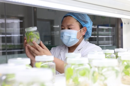 河北卢龙：甘薯焕发新“薯”光