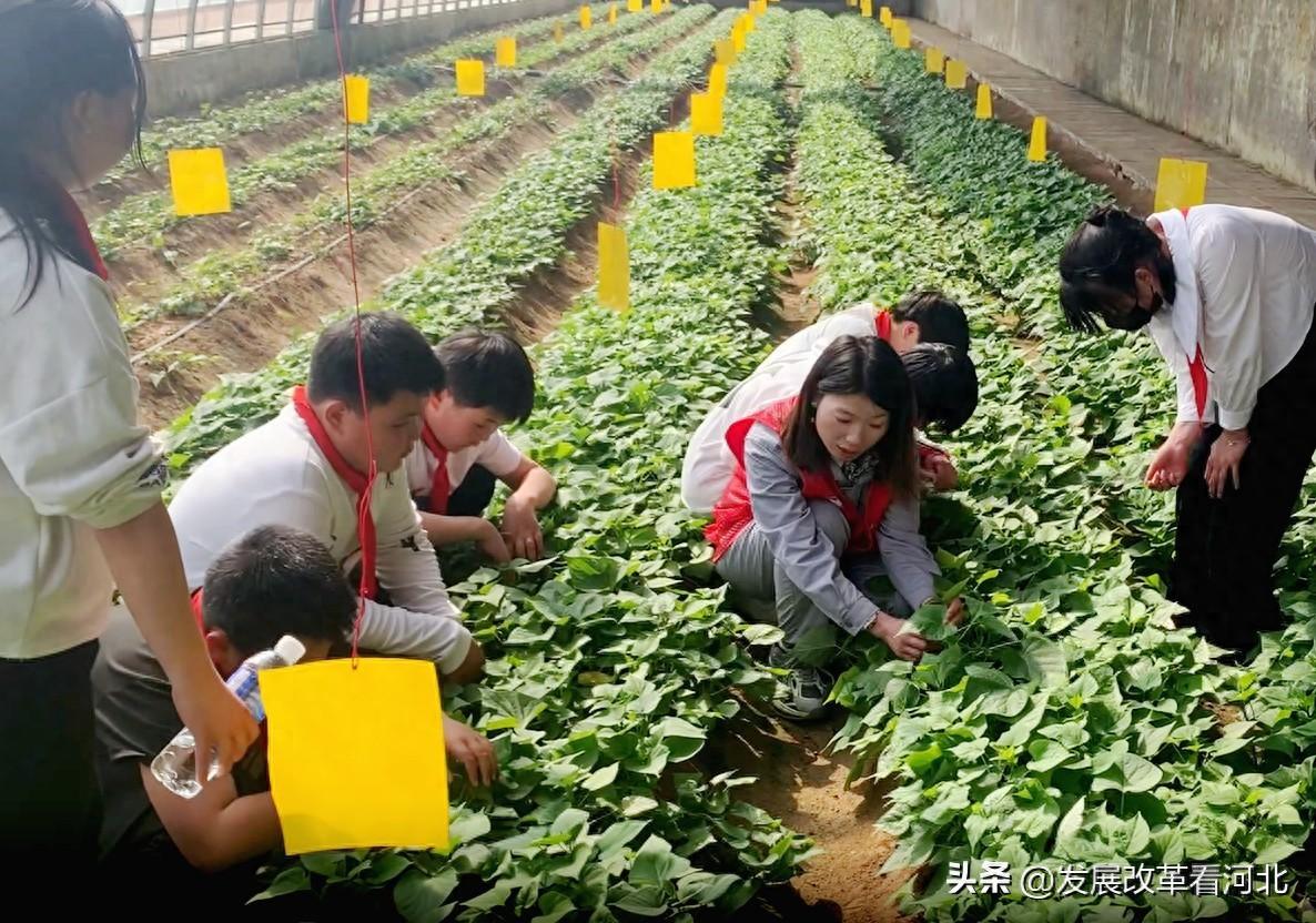 河北卢龙：产才融合 聚力打造人才赋能新高地