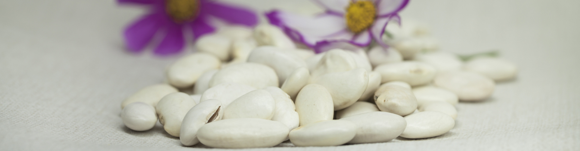 —— WHITE KIDNEY BEAN INDUSTRY ——