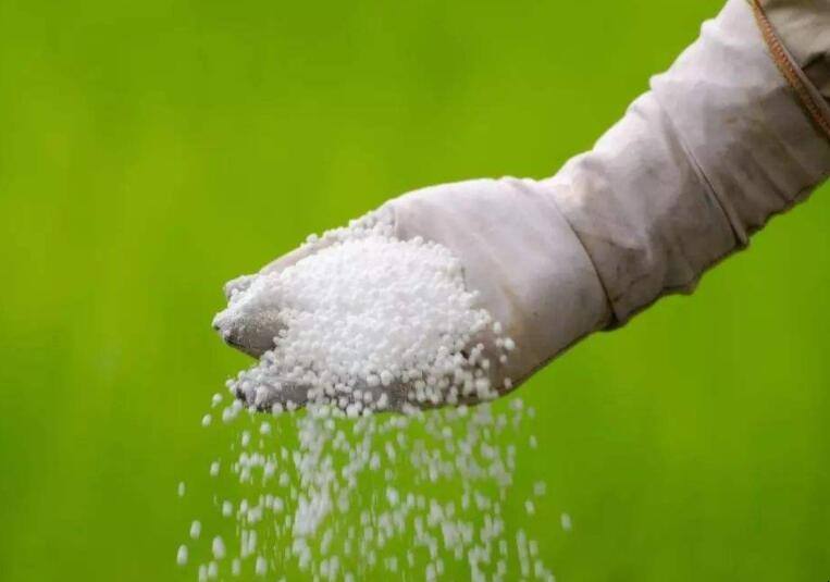 It is enough to pay attention to these eight items when applying phosphate fertilizer!