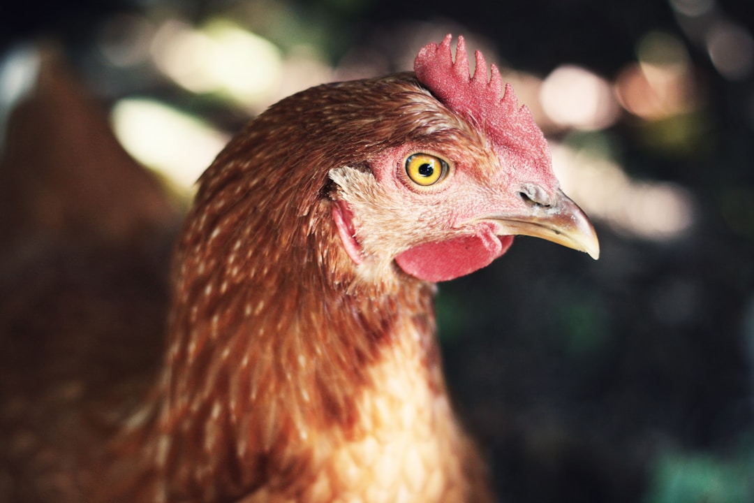 Feed Additive Industry Case How to Improve Poultry Production Efficiency