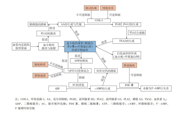 克“栓”武器库-抗血小板药物全汇总