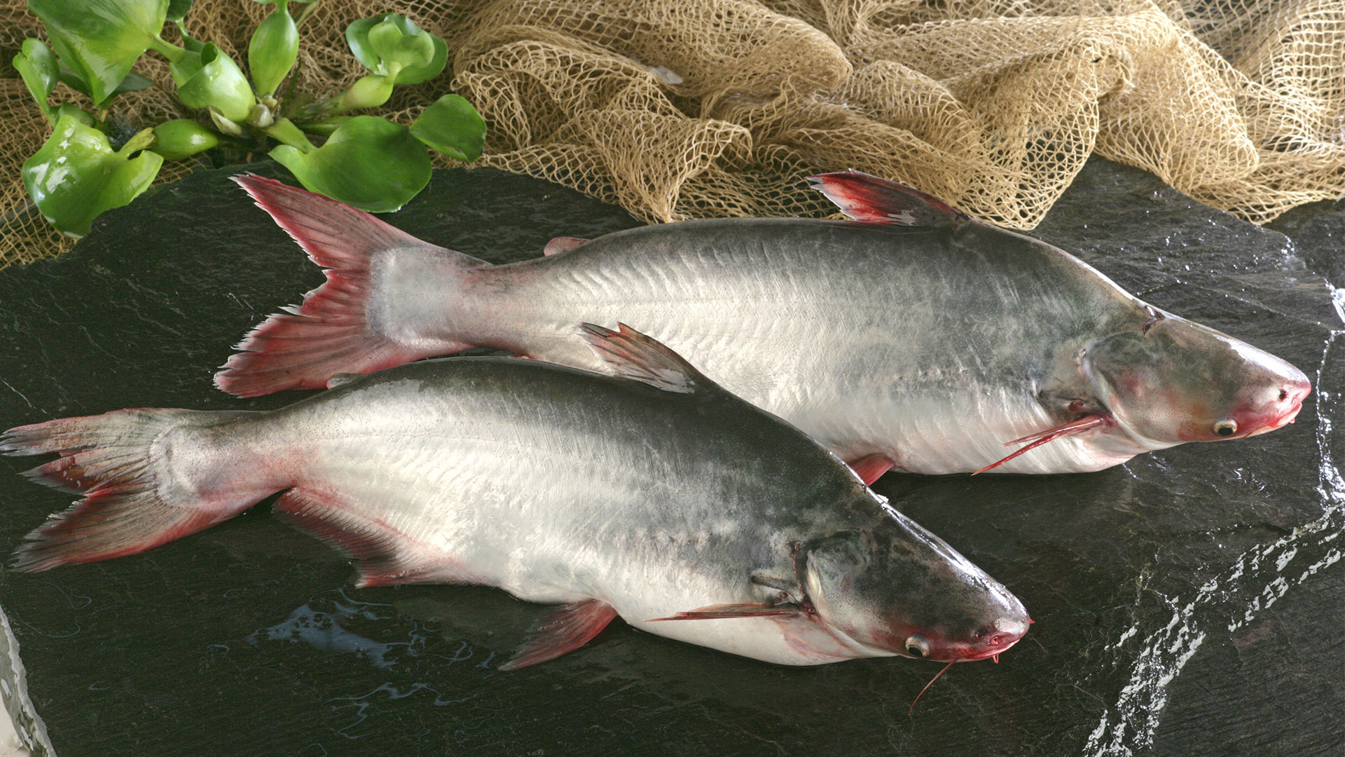 巴沙魚(yú)