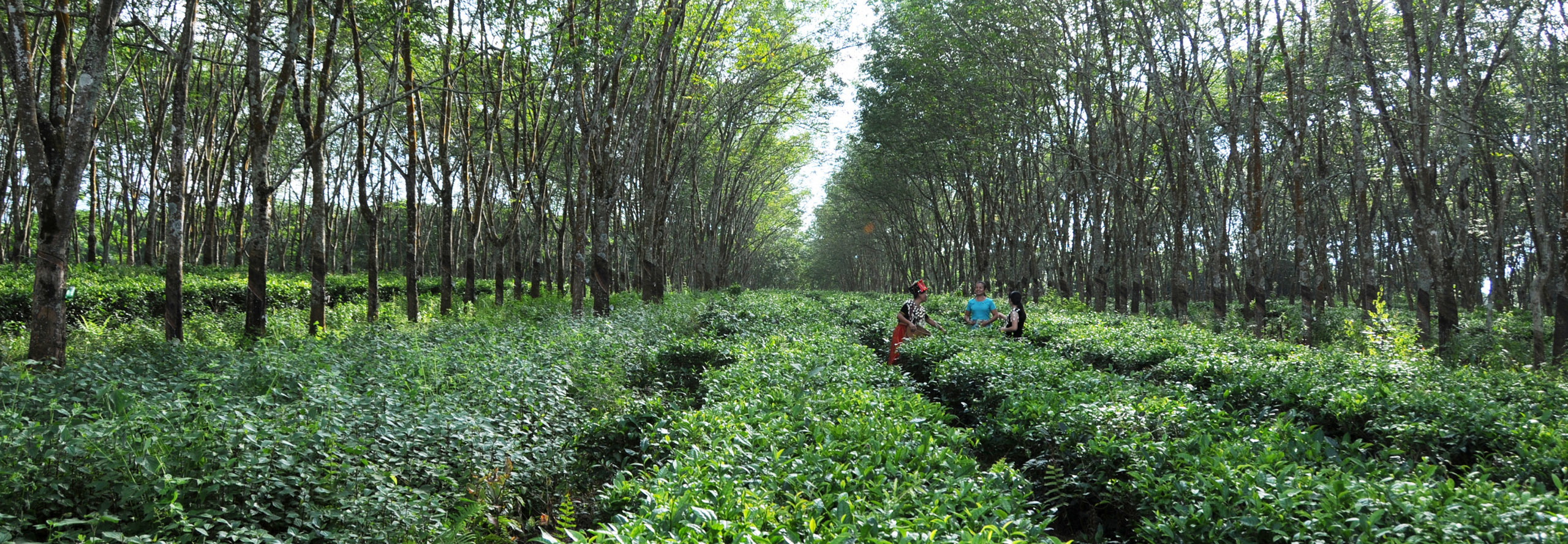 甘蔗所植保崗位科學(xué)家團(tuán)隊(duì)?wèi)?yīng)邀到石屏東糖公司開(kāi)展甘蔗病蟲(chóng)害調(diào)查診斷及防控指導(dǎo)