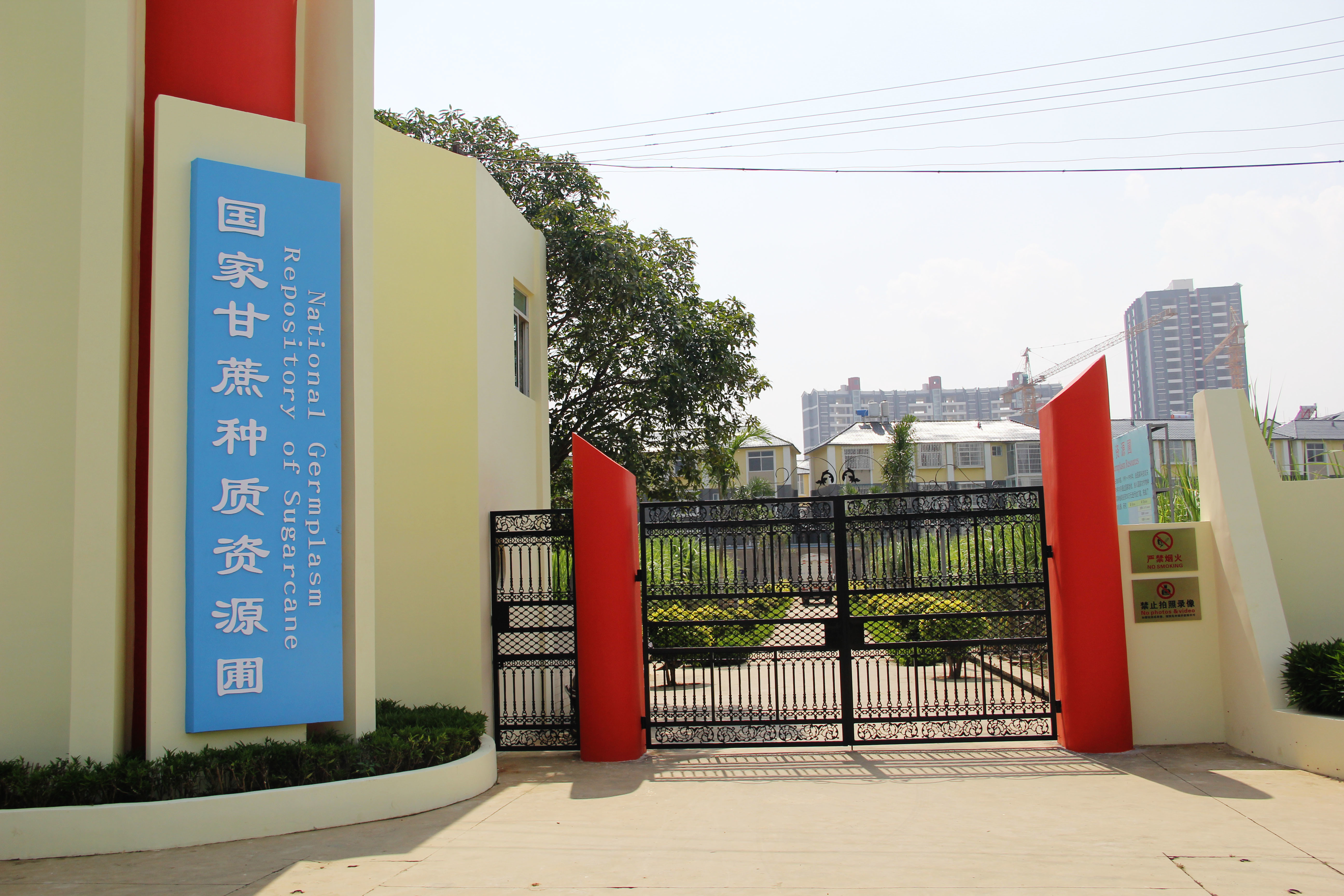 國家甘蔗種質資源圃