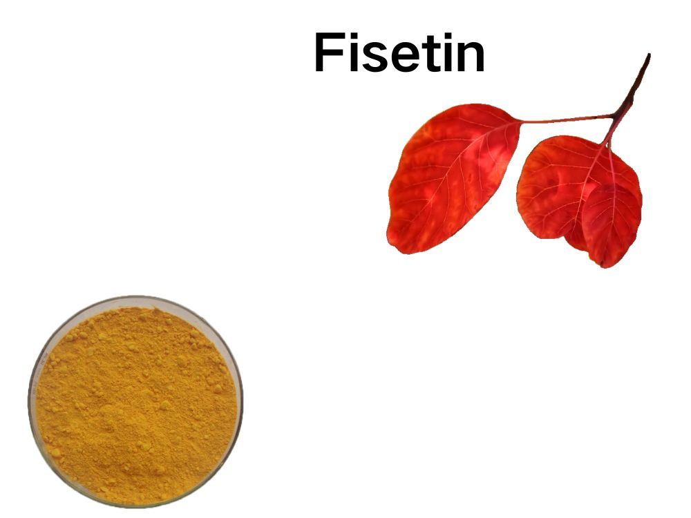 Fisetin powder