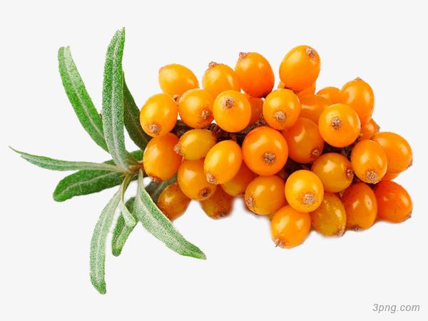 seabuckthorn