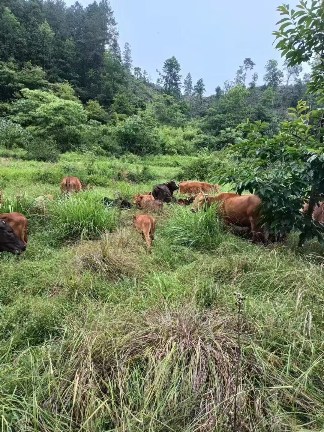 黄牛养殖基地