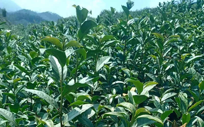 茶叶种植基地