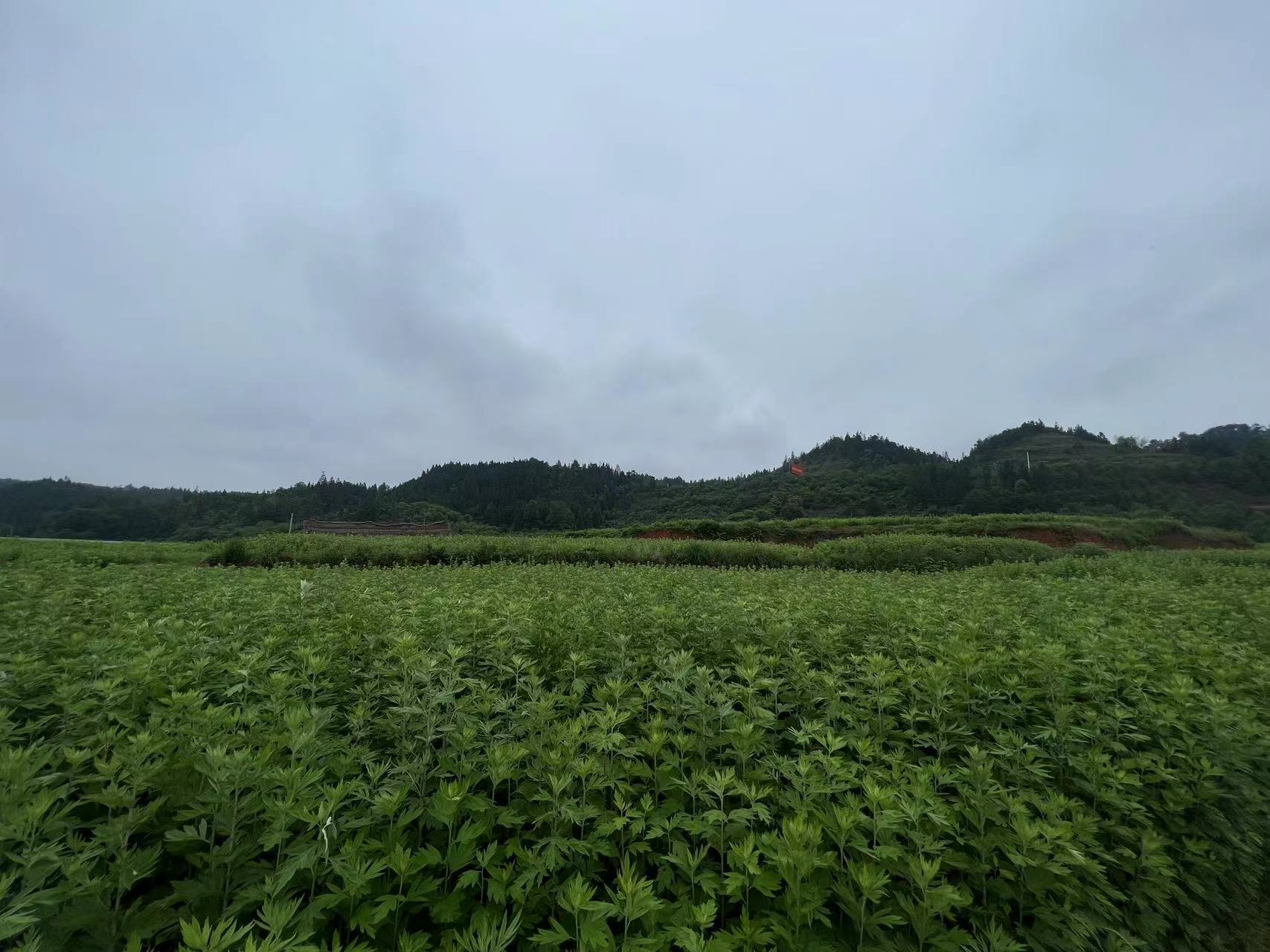 Picture Name