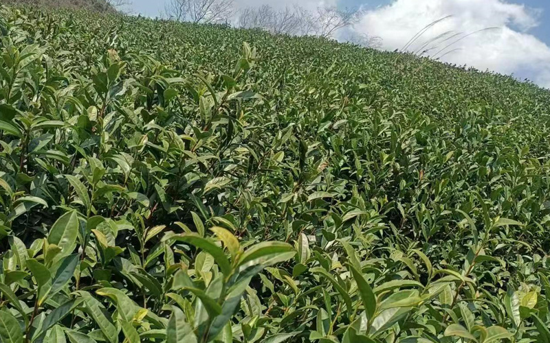 茶叶种植基地
