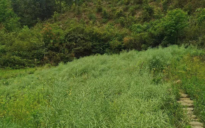 中药种植基地