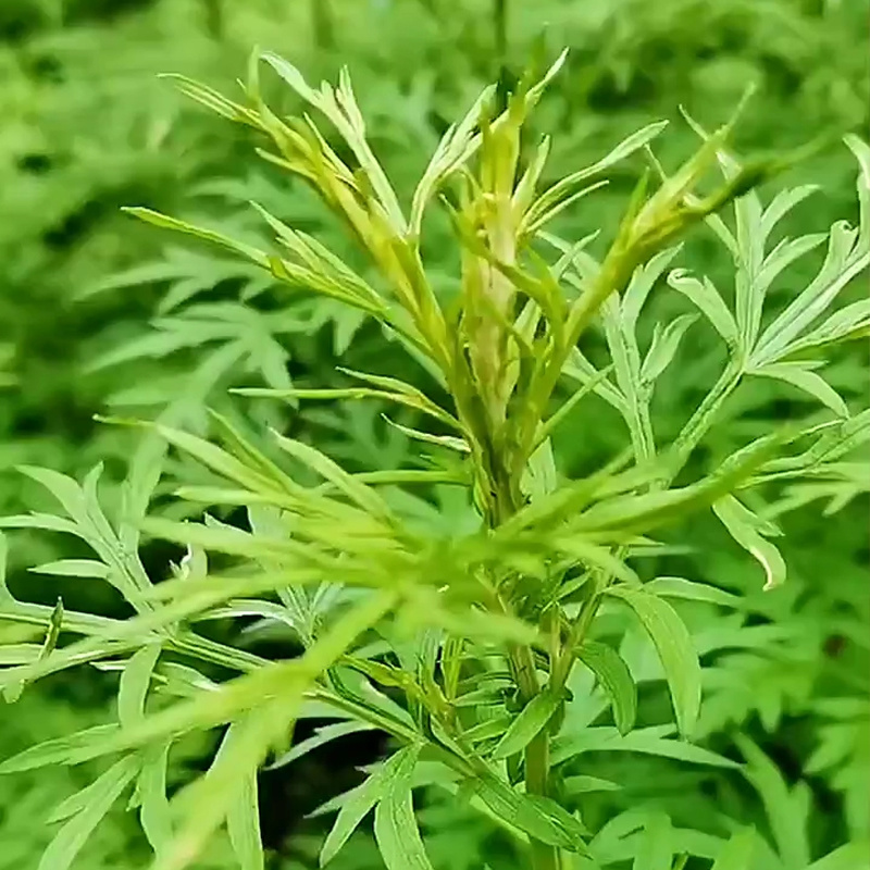 图片名称