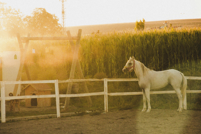 5 Key Factors to Consider When Customizing Sliding Door Horse Stables