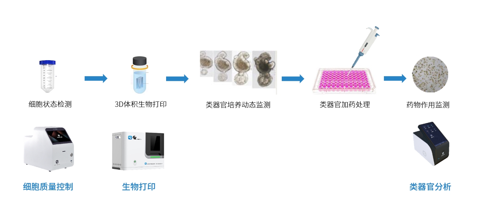 类器官快速药筛