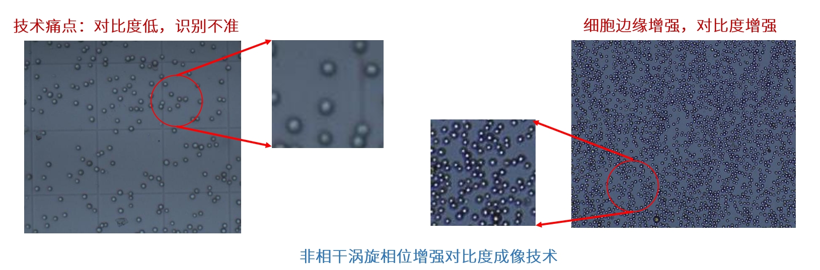 明场细胞对比度增强新技术
