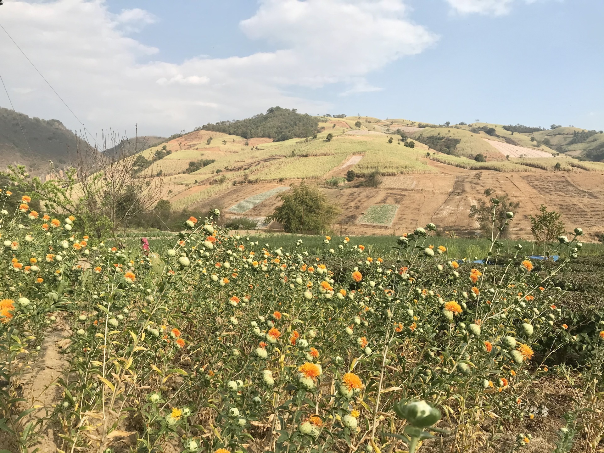 藥圣堂紅花基地