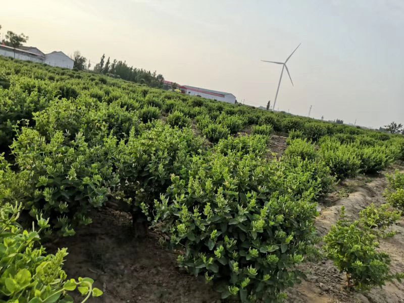 藥圣堂金銀花基地