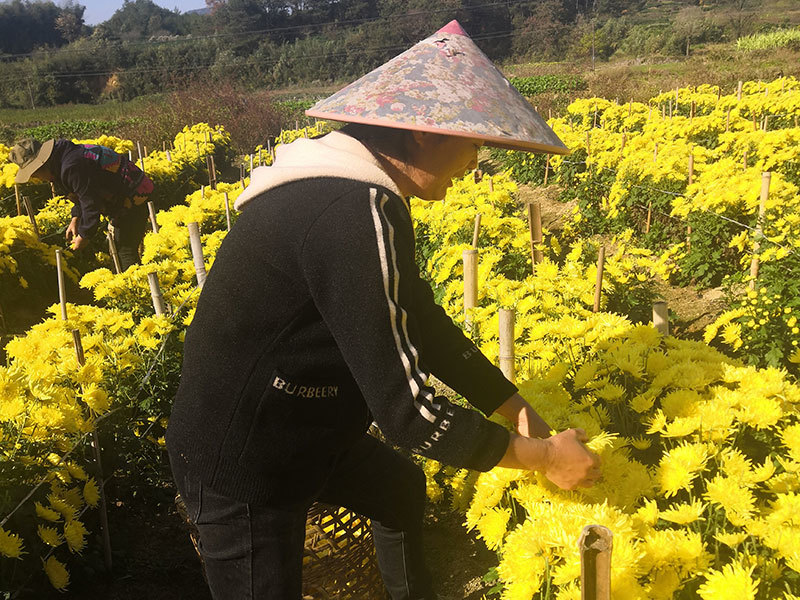 藥圣堂金絲皇菊基地