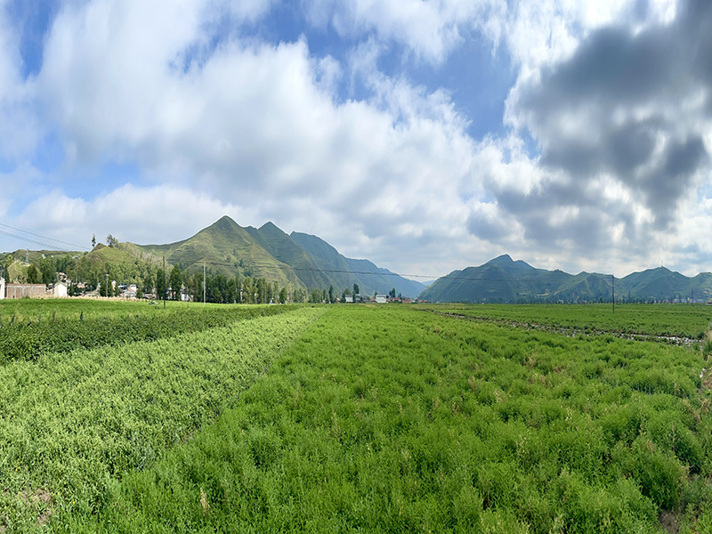 藥圣堂黃芪黨參基地