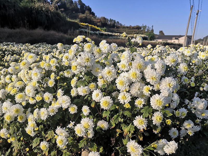 藥圣堂貢菊花基地