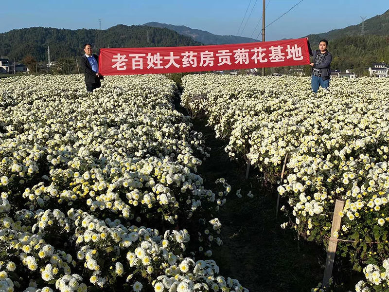 藥圣堂貢菊花基地