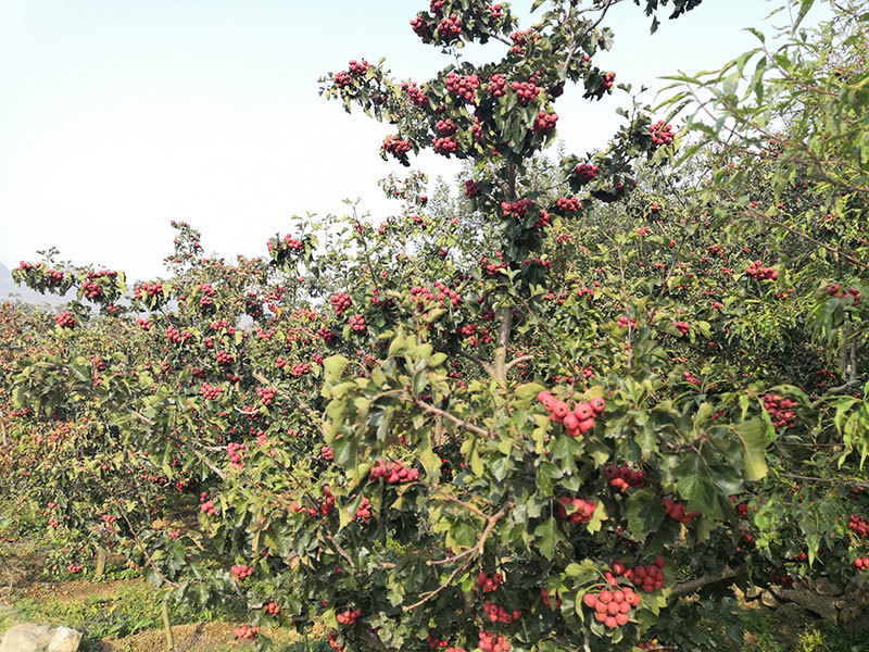 藥圣堂山楂基地