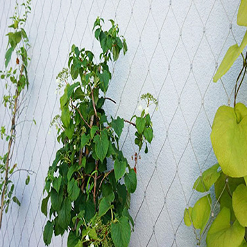 Plant climbing net