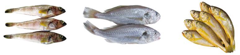 xinbo